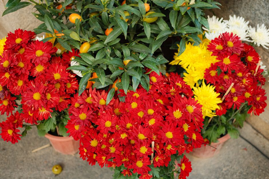 A vibrant arrangement of fresh red and yellow chrysanthemums, with densely packed petals and bright yellow centers, placed outdoors on a concrete surface. Among the chrysanthemums, there is a green sh