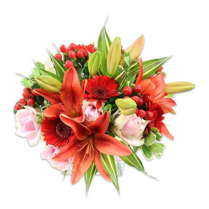 This lush, dense bouquet is photographed on a stark white field, every blossom and leaf accentuated by crisp studio light so its colours read vividly. At the heart, several large Asiatic lilies display their fiery orange-red petals with darker freckling; some are fully open revealing recurved edges and prominent stamens, while a few teardrop-shaped buds suggest staged unfolding. Surrounding these dramatic lilies are multiple deep crimson Gerbera daisies - their many narrow petals radiate from nearly black centres, supplying textural contrast and visual rhythm. Soft, pale pink roses are tucked among the larger blooms, their layered petals ranging from tight buds to more open, velvety cups that lend a gentle, romantic counterbalance to the bolder tones. Interspersed through the design are tight clusters of glossy red hypericum berries that add festive, jewel-like dots and a firmer texture against the softer petals. The greenery is plentiful: long, lance-shaped lily leaves provide structure while broader variegated foliage, streaked with cream and light green, creates highlights and depth that prevent the arrangement from feeling heavy. Composed with a full, rounded silhouette, the bouquet reflects meticulous hand-tying and thoughtful placement, producing an impression of abundance without chaos. A faint, sweet-spicy perfume of lilies mingling with rose-scent notes suggests the freshness of stems sourced from local markets near Chinatown and the West End. Ideal for celebratory occasions or to brighten a home, this arrangement conveys warmth, care and classic floral craftsmanship.